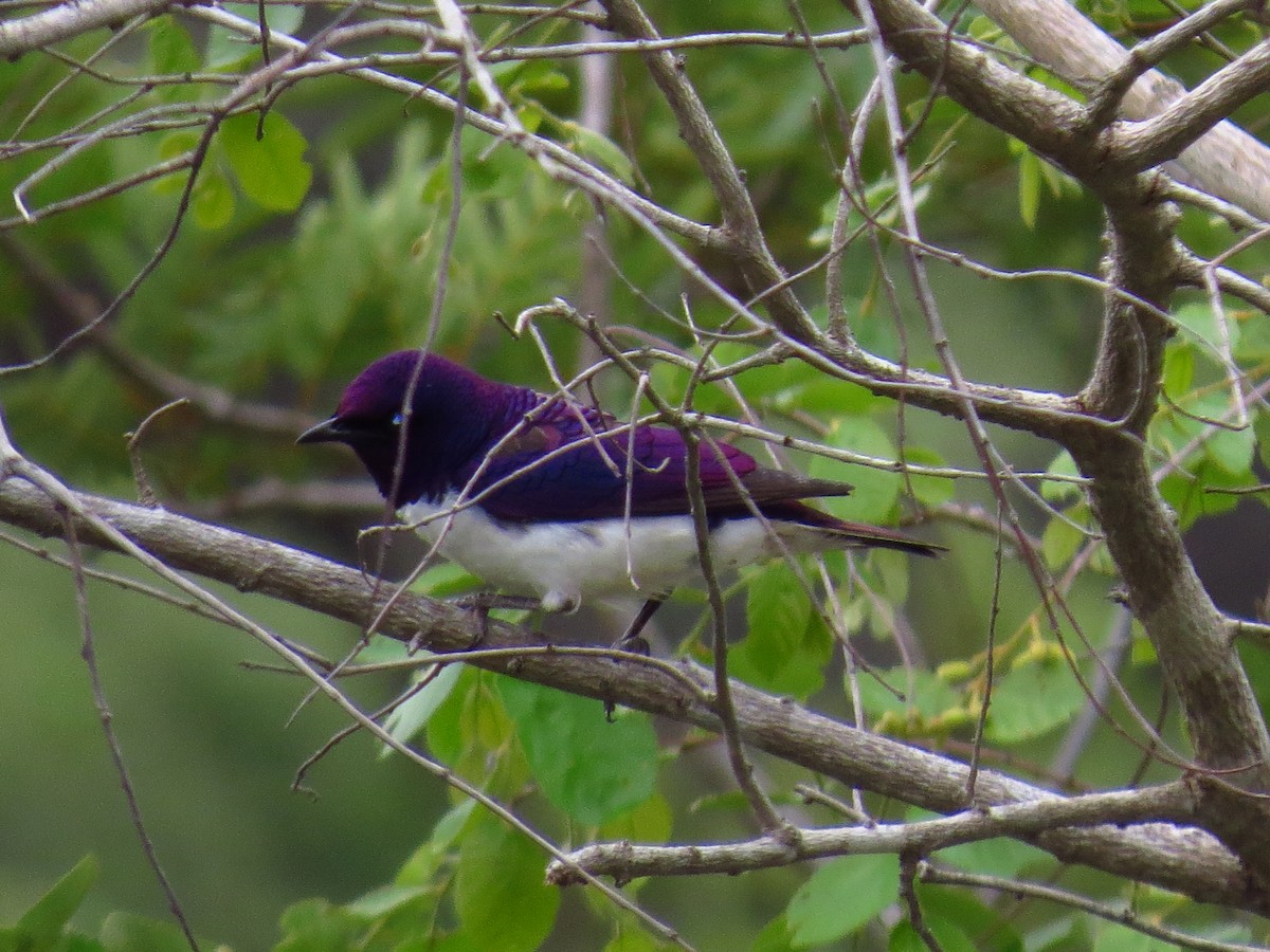Violet-backed Starling - ML639733942