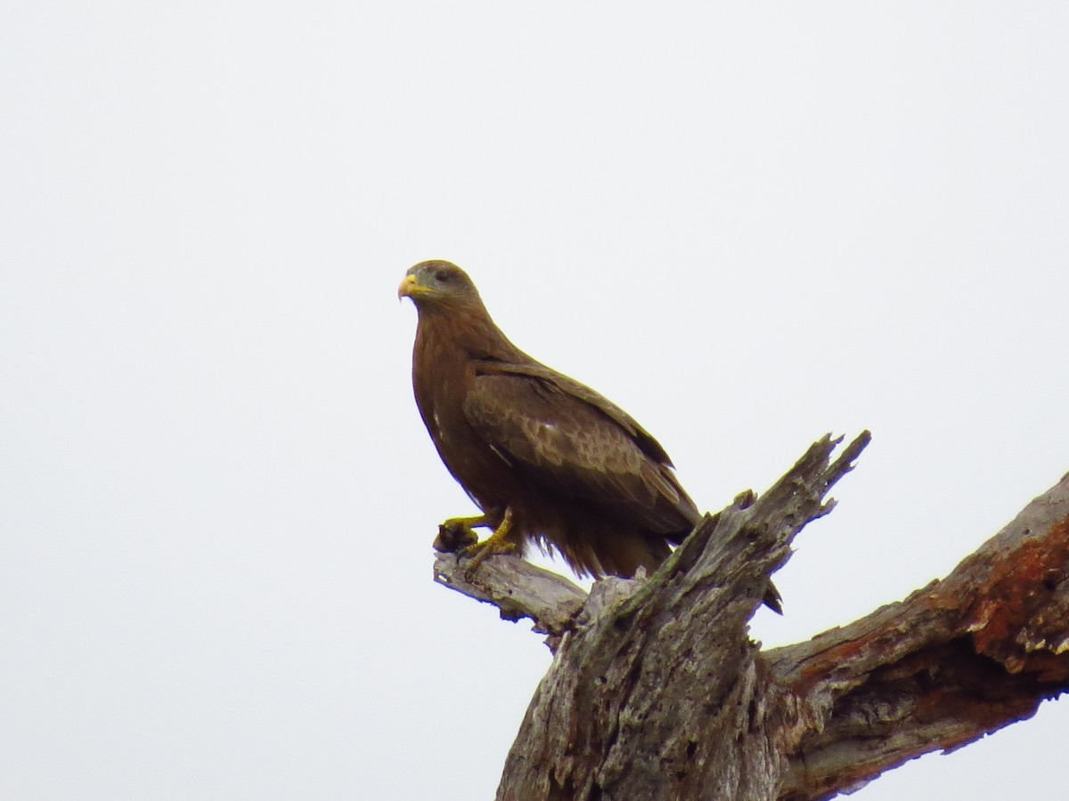 Black Kite (Yellow-billed) - ML639733959