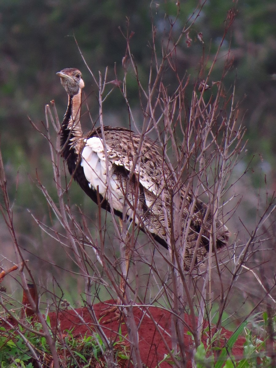 Black-bellied Bustard - ML639734009