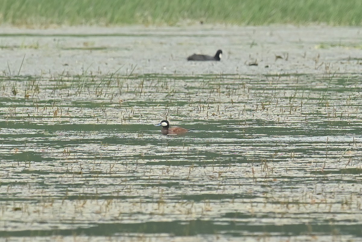 Ruddy Duck - ML639734136