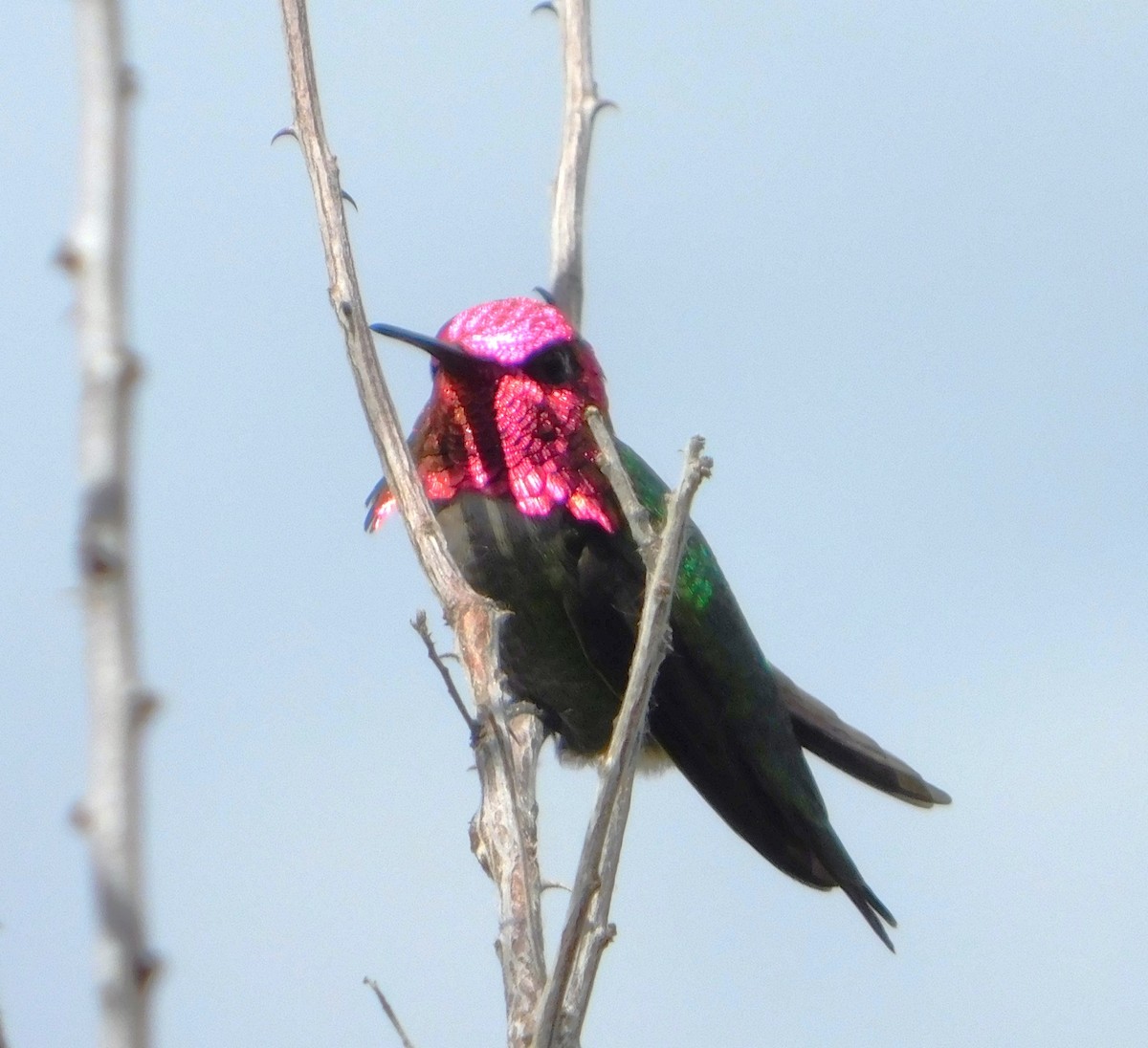 rødmaskekolibri - ML639734155