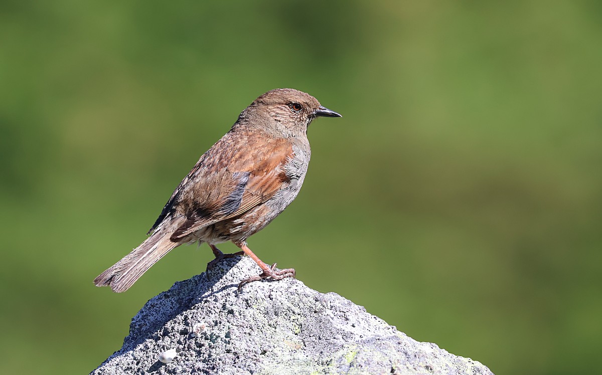Japanese Accentor - ML639734181
