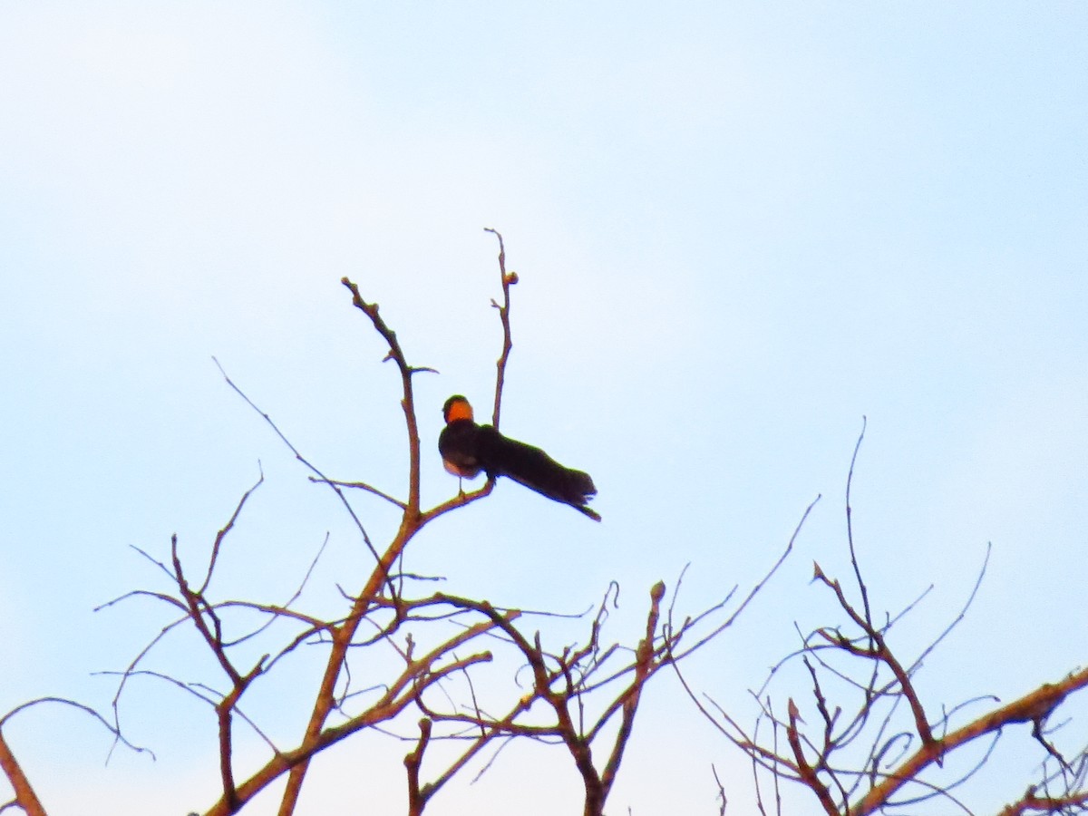 Broad-tailed Paradise-Whydah - ML639734182