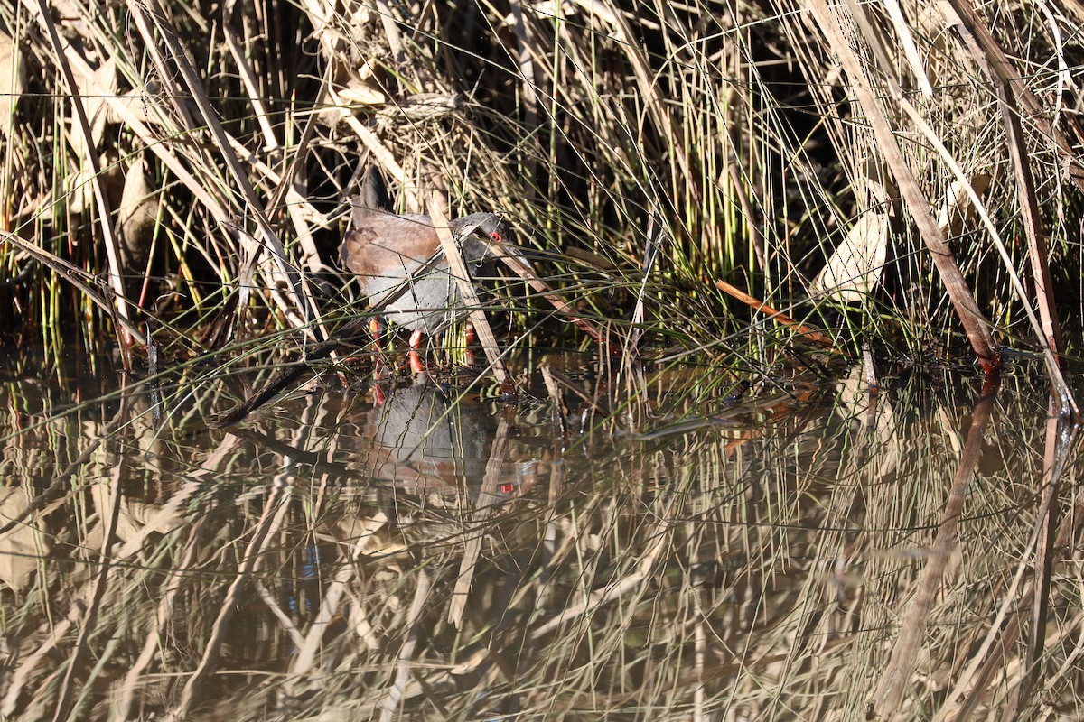Spotless Crake - ML639734190