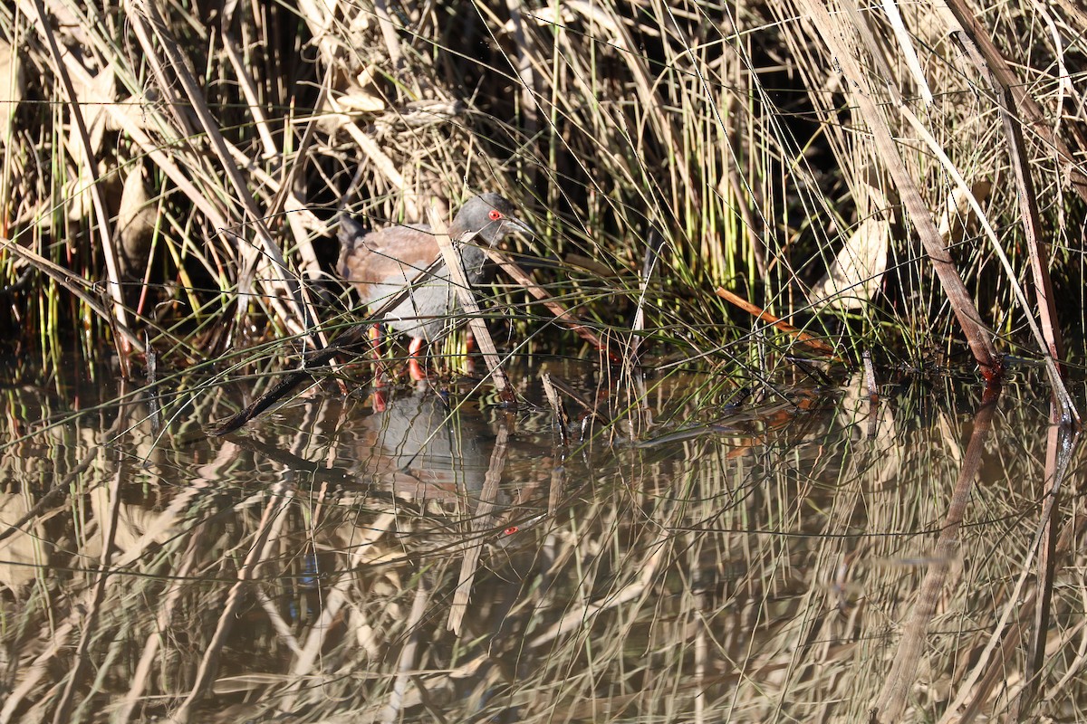 Spotless Crake - ML639734191