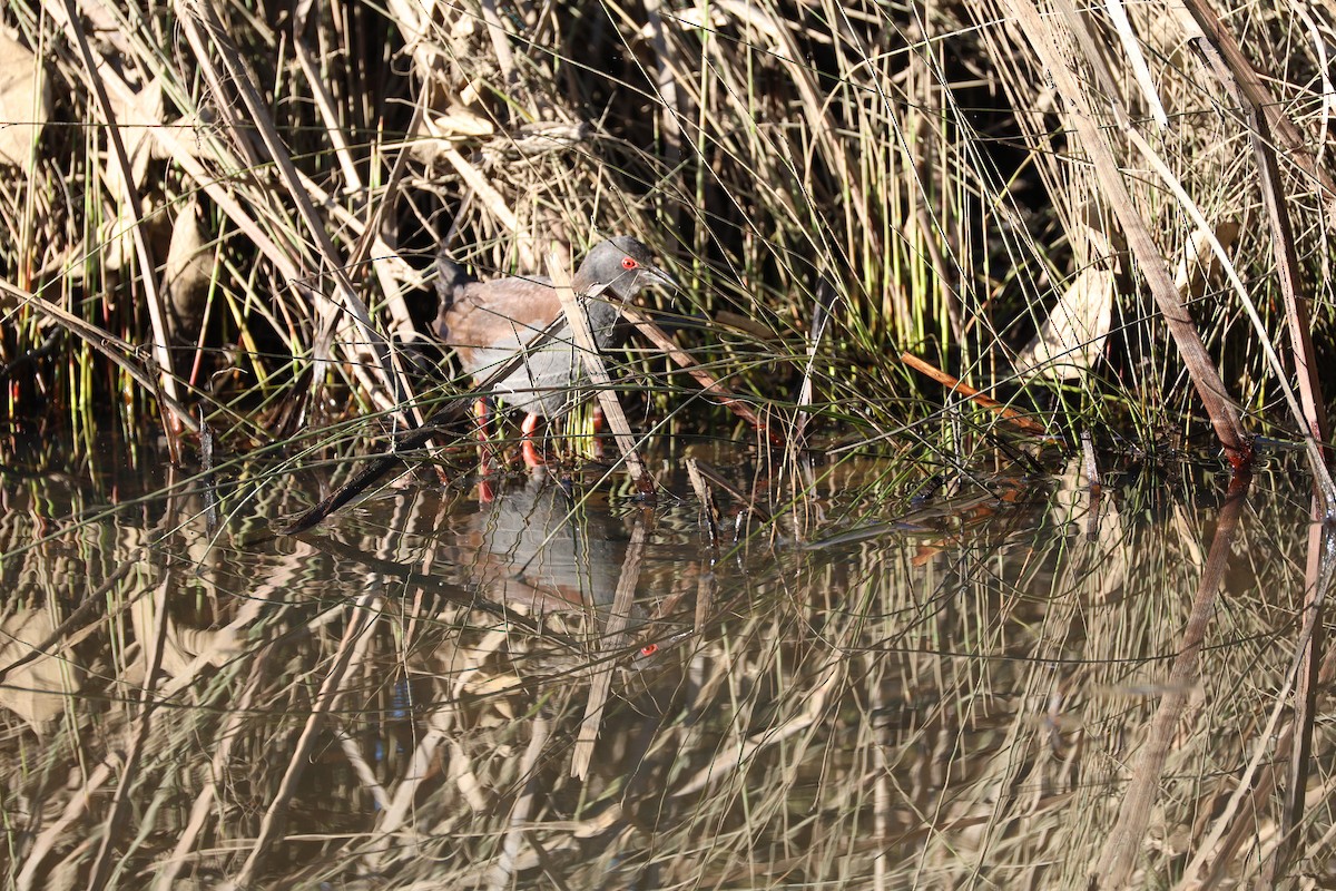 Spotless Crake - ML639734192