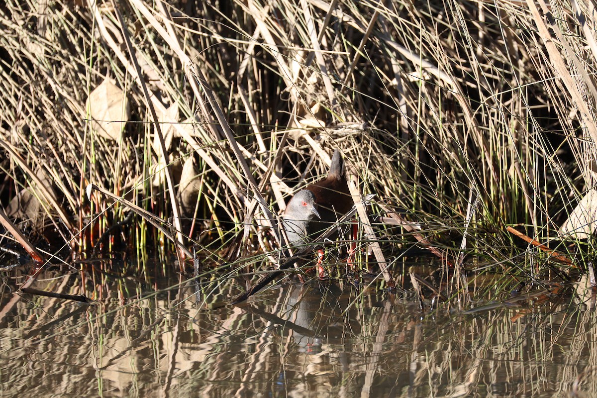Spotless Crake - ML639734193
