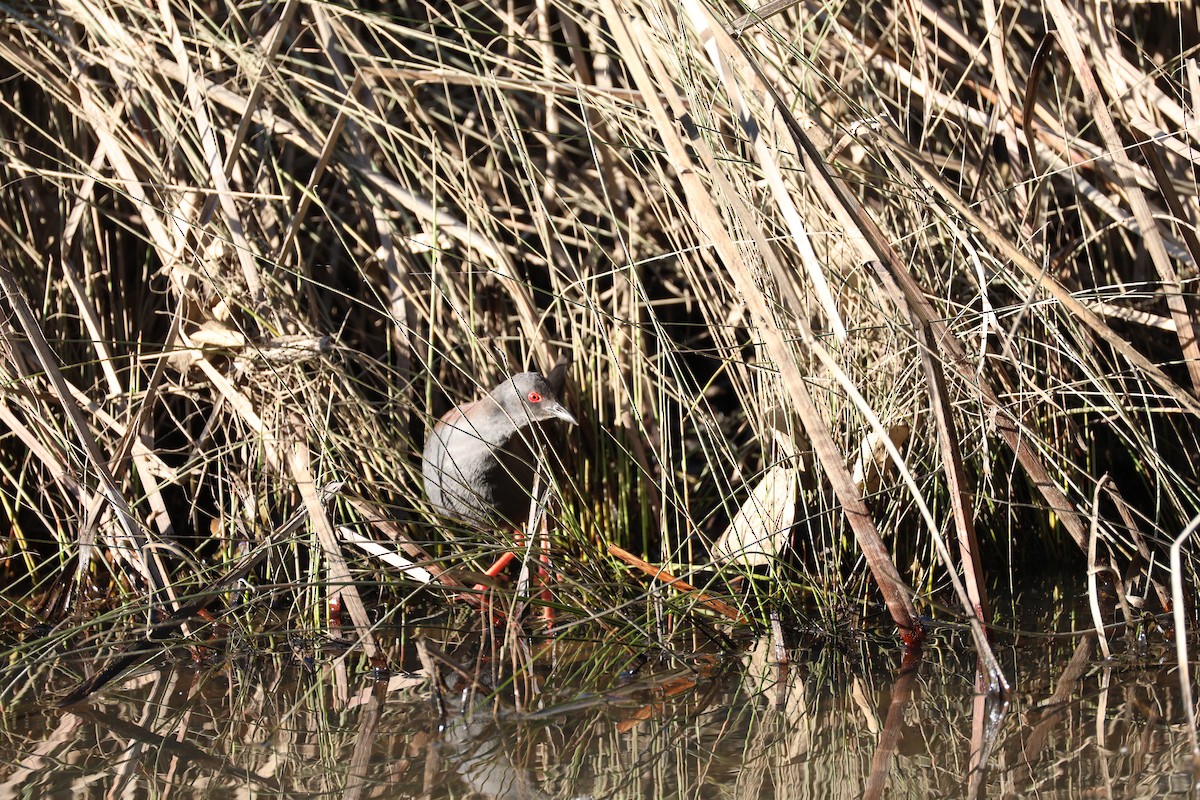 Spotless Crake - ML639734194