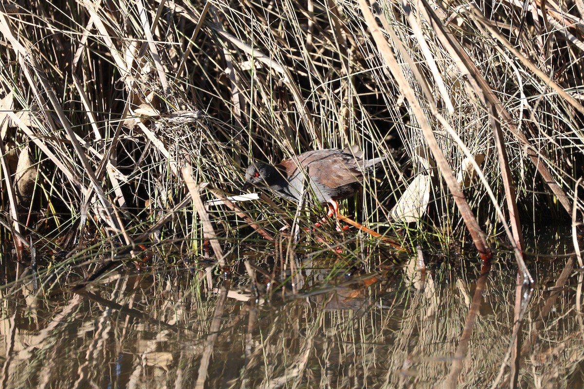 Spotless Crake - ML639734195