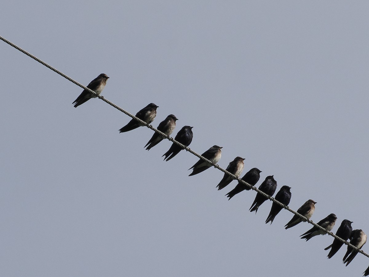 Purple Martin - ML639734228