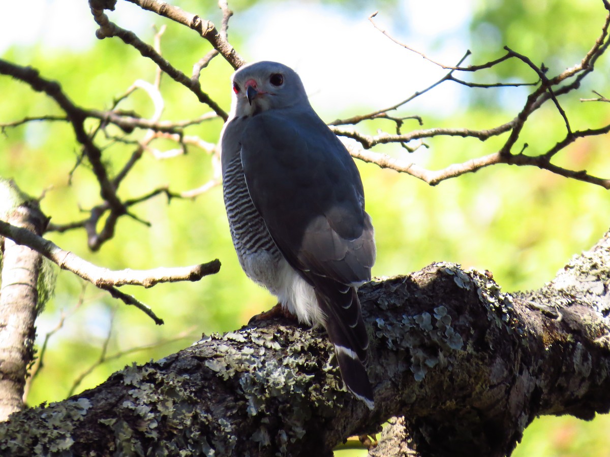 Lizard Buzzard - ML639734278