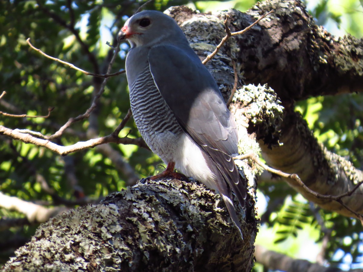 Lizard Buzzard - ML639734279