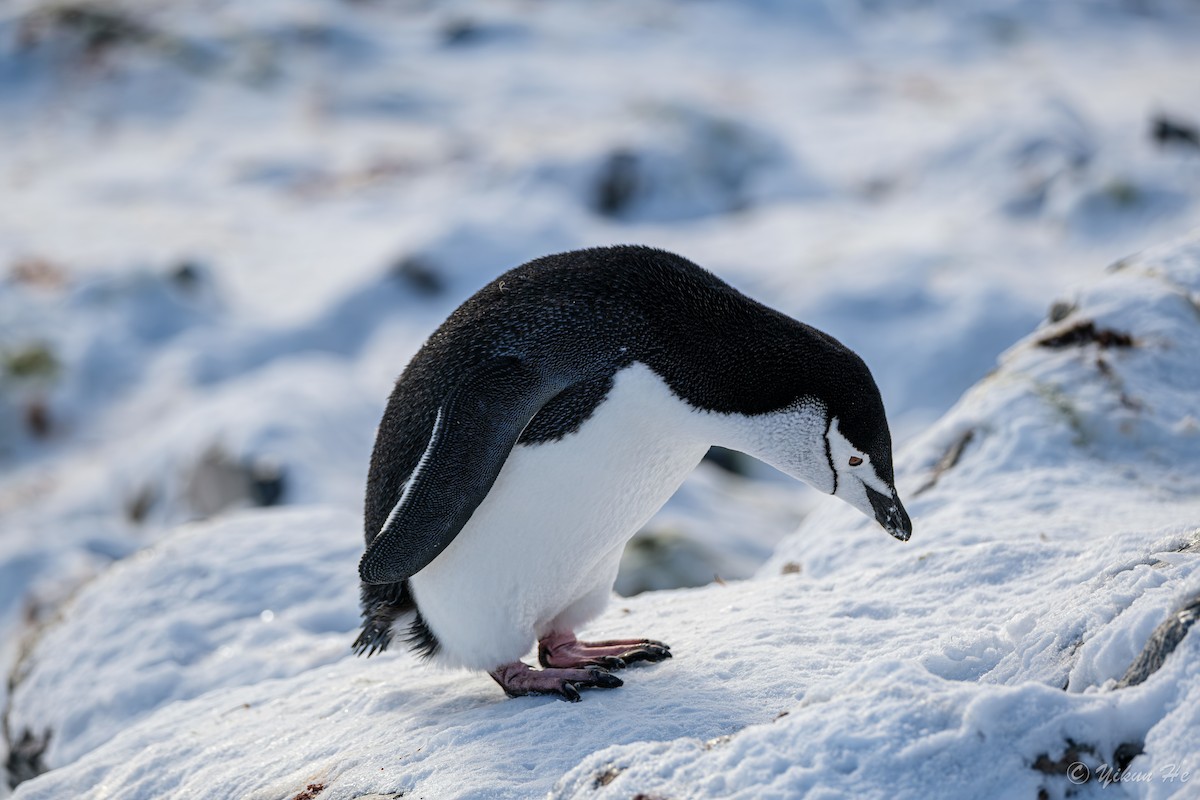 Chinstrap Penguin - ML639734350