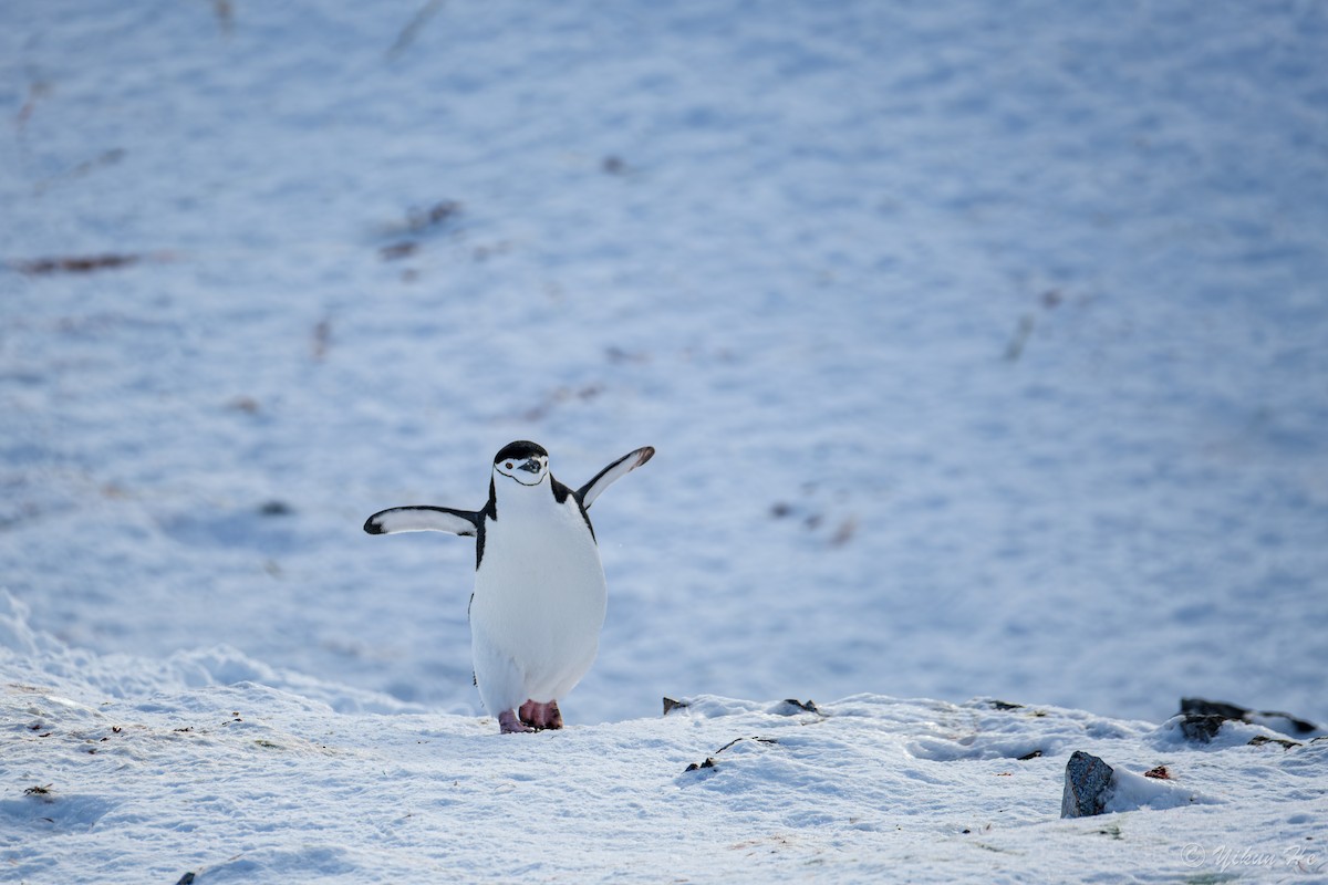 Chinstrap Penguin - ML639734462
