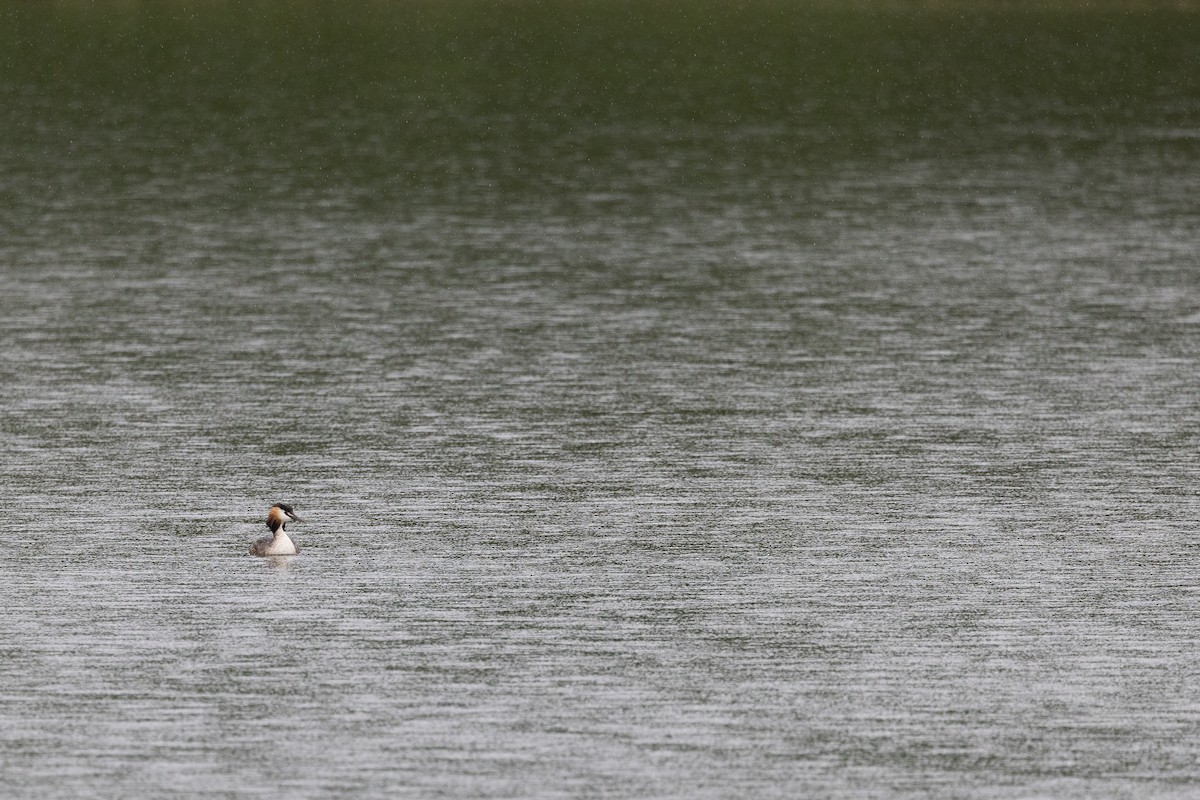 Отгот шунгуур - ML639734566