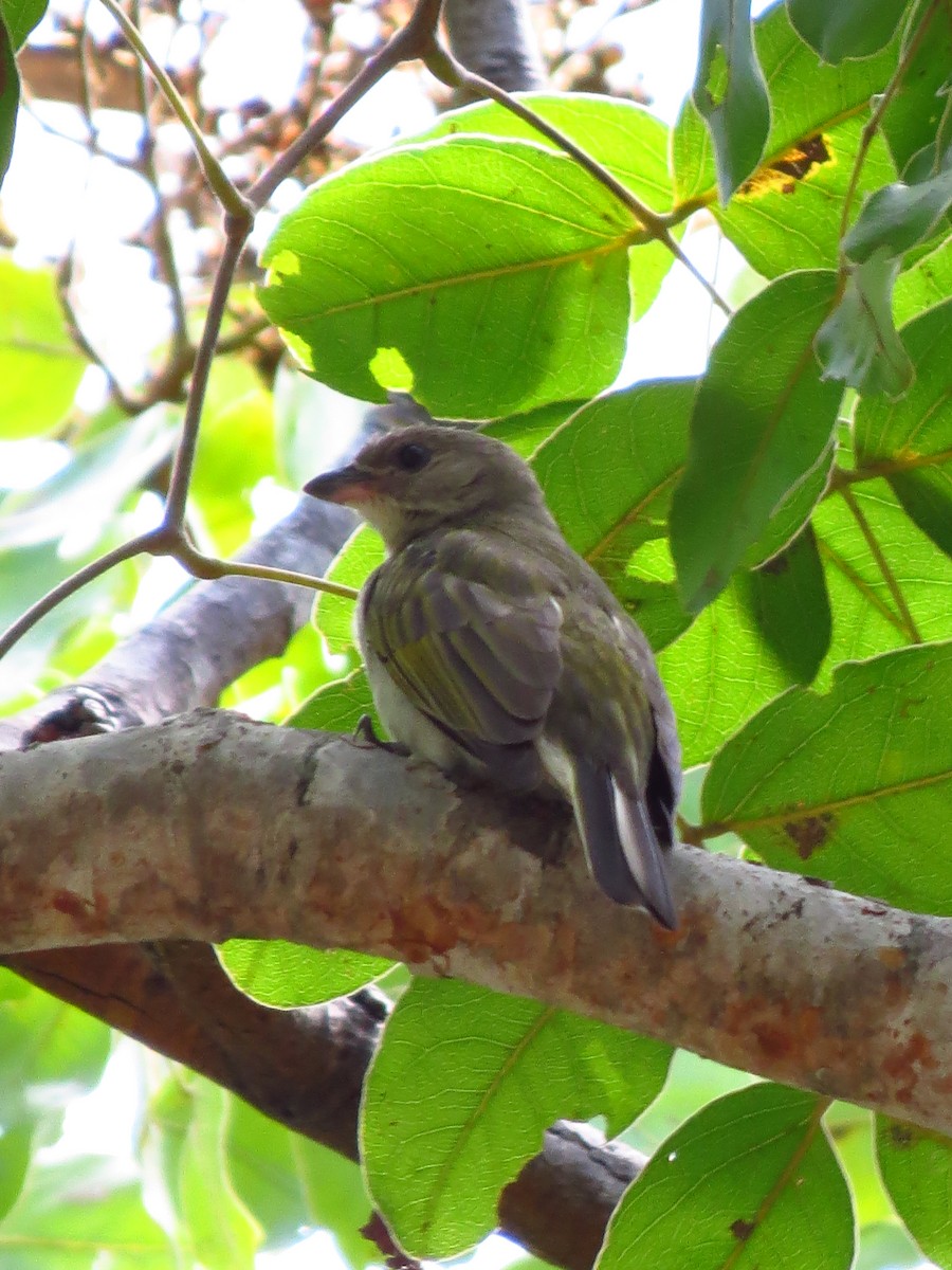 Lesser Honeyguide - ML639734628