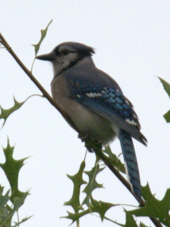 Geai bleu - ML639734632