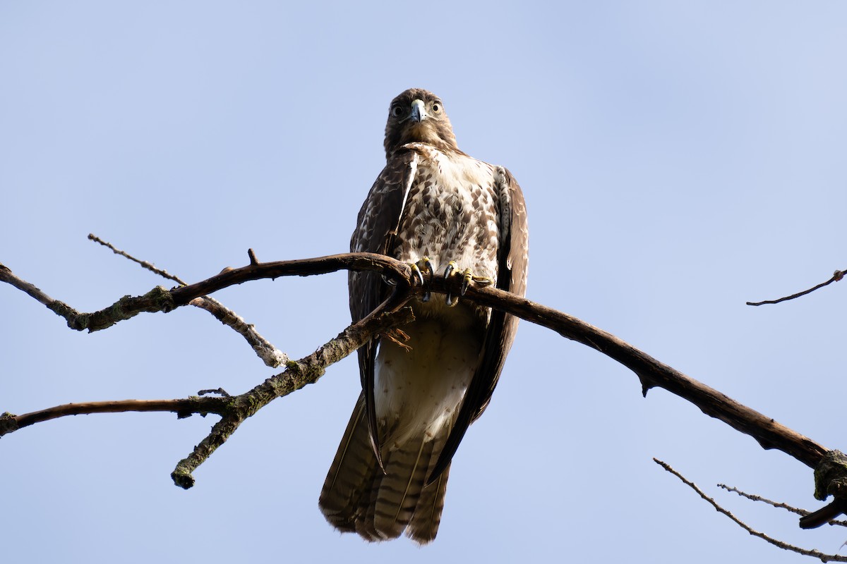 Red-tailed Hawk - ML639734640