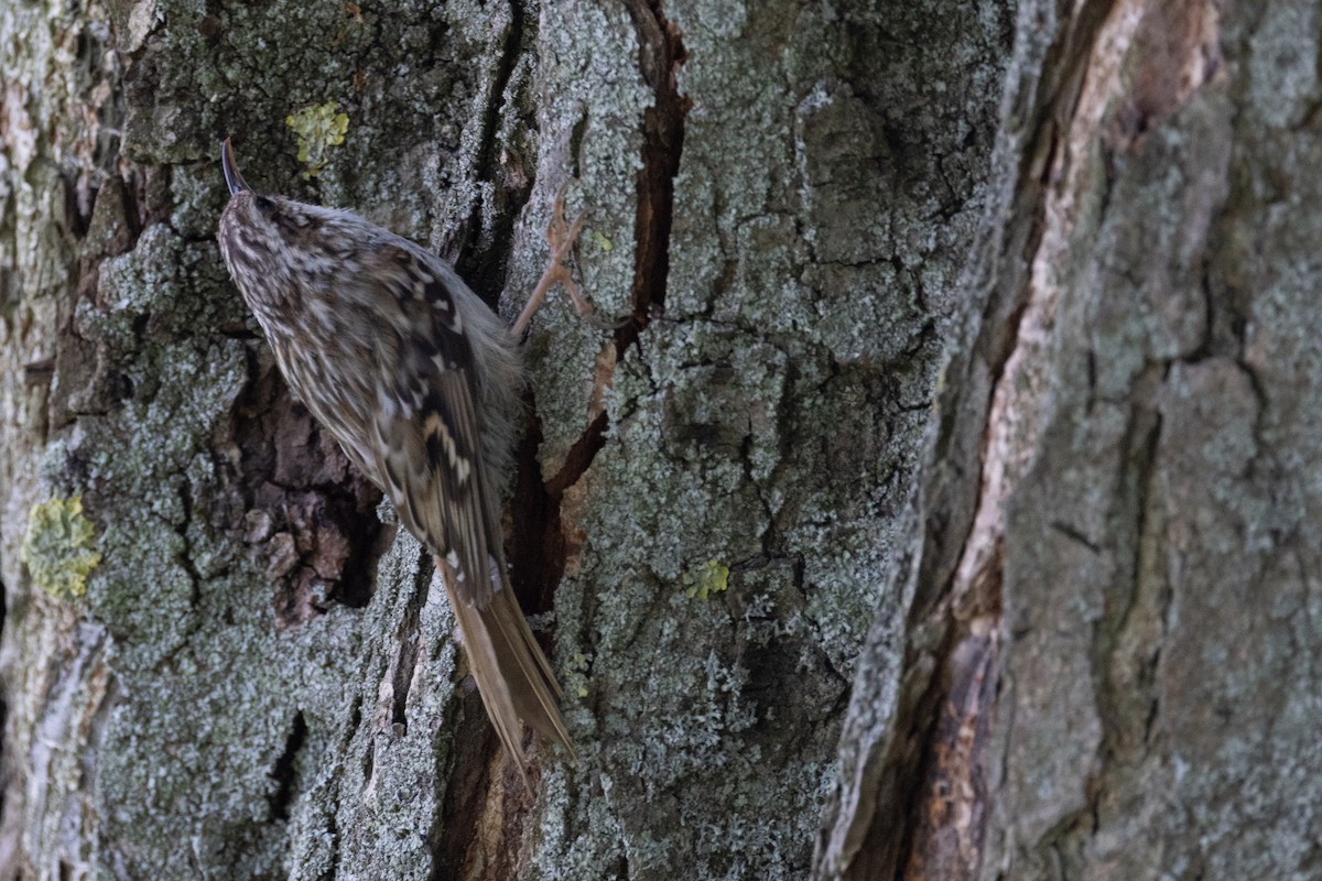 Short-toed Treecreeper - ML639734652