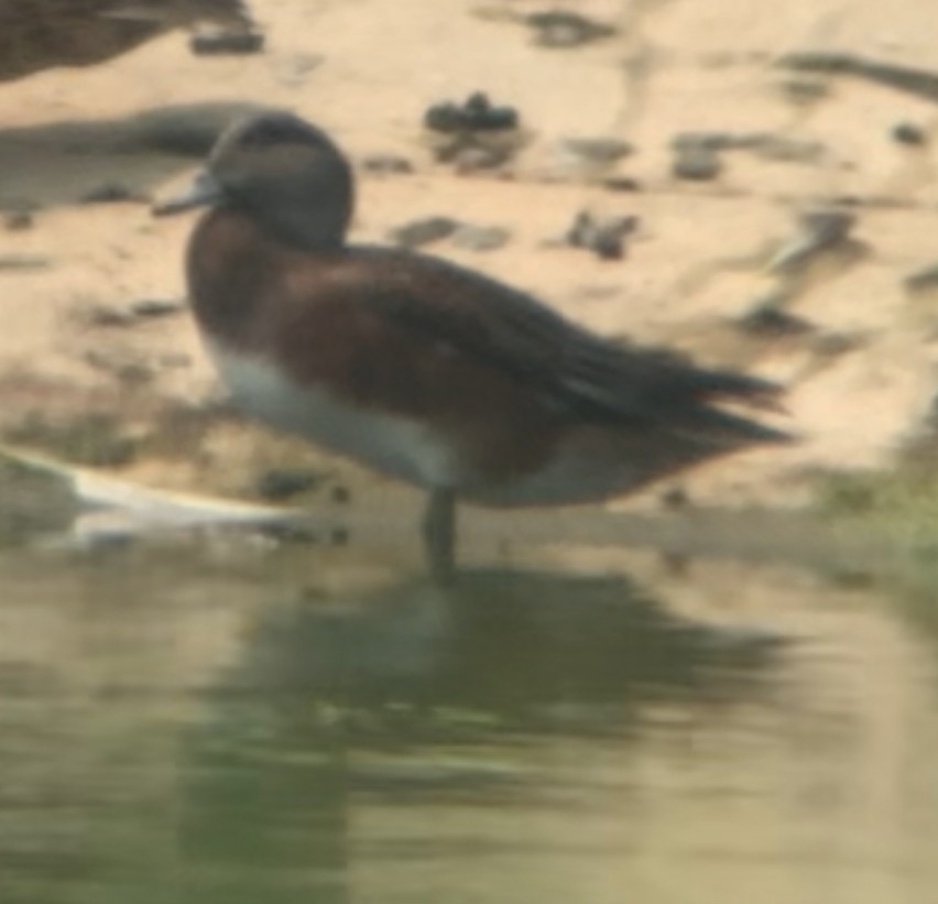 American Wigeon - ML639734675