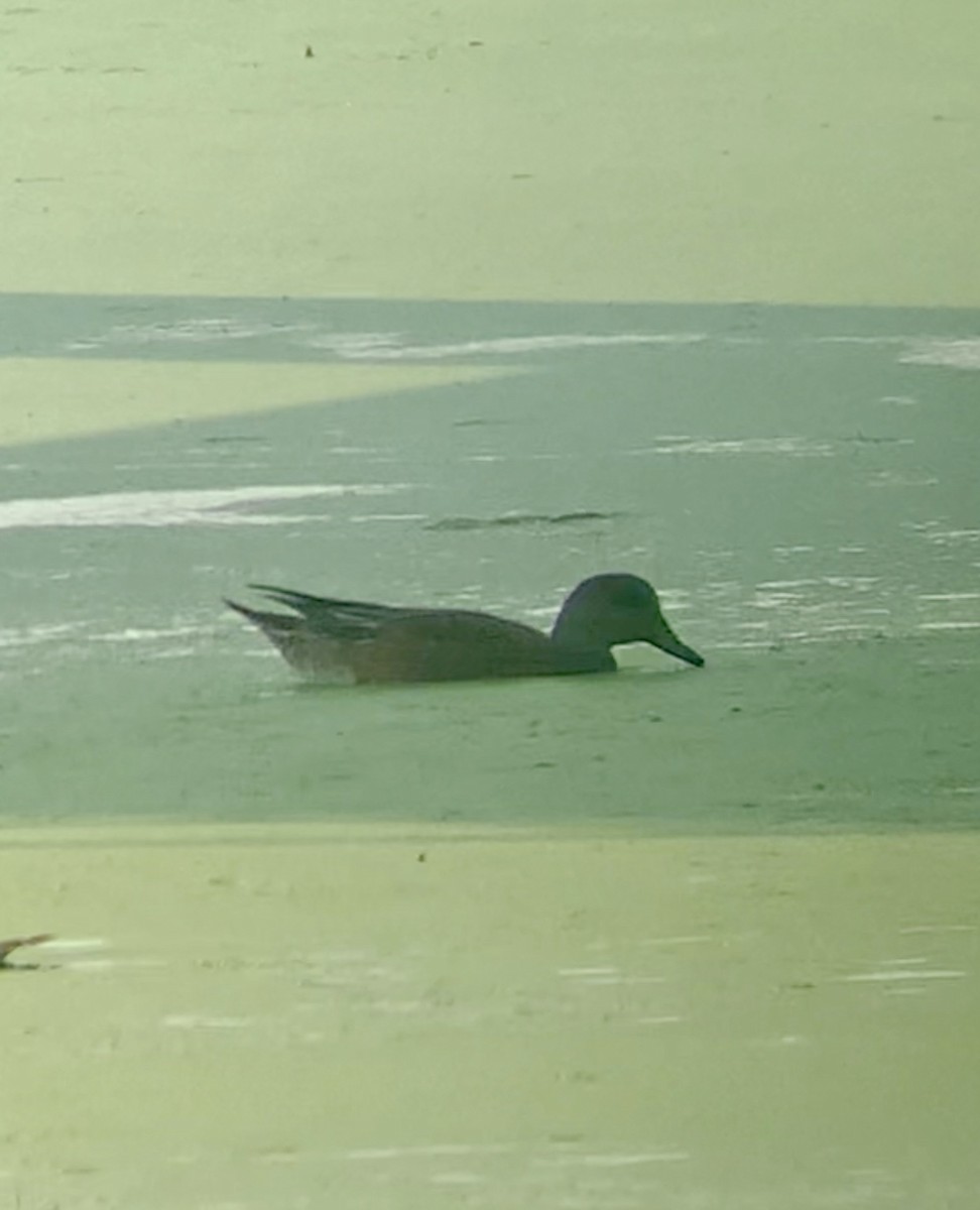 American Wigeon - ML639734676