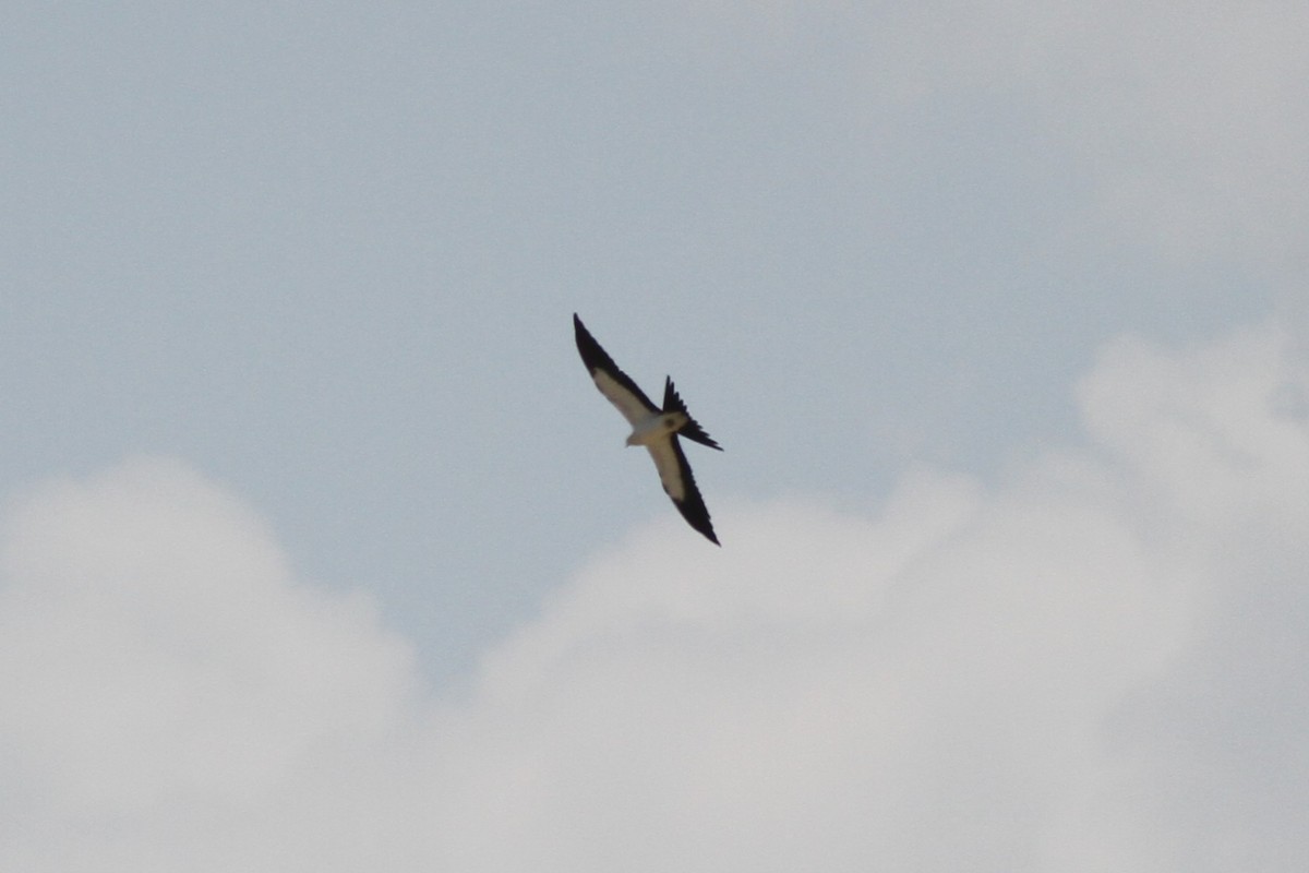 Swallow-tailed Kite - ML639734709