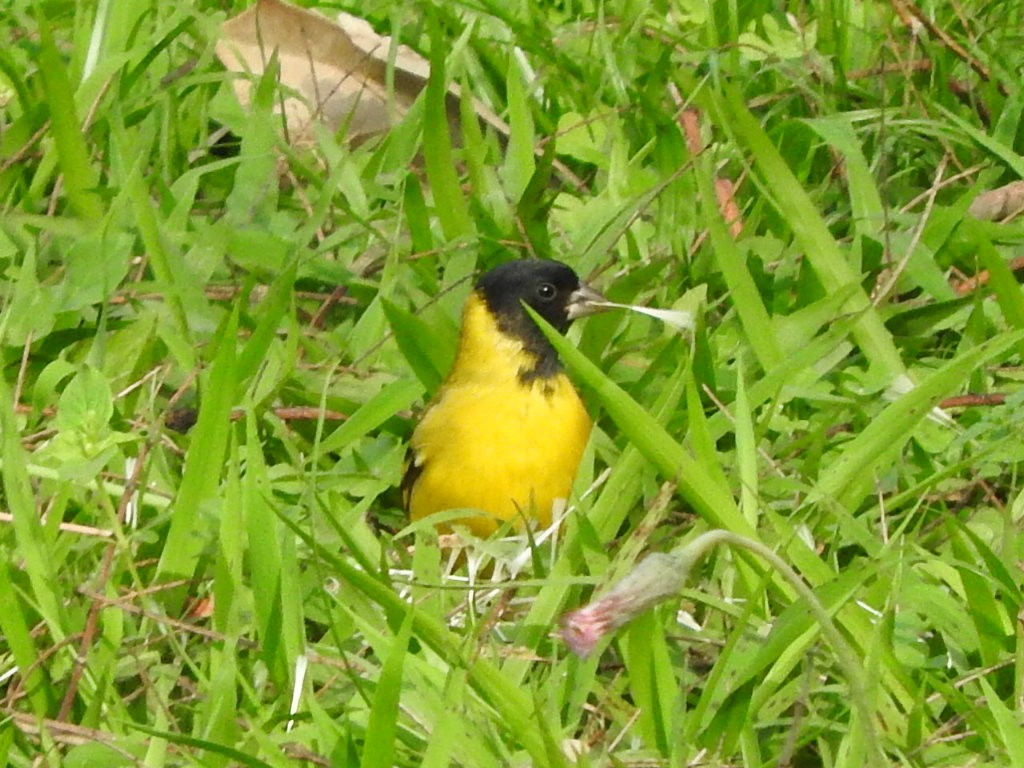 Hooded Siskin - ML639734744