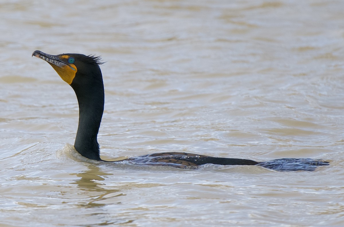 Double-crested Cormorant - ML639734765