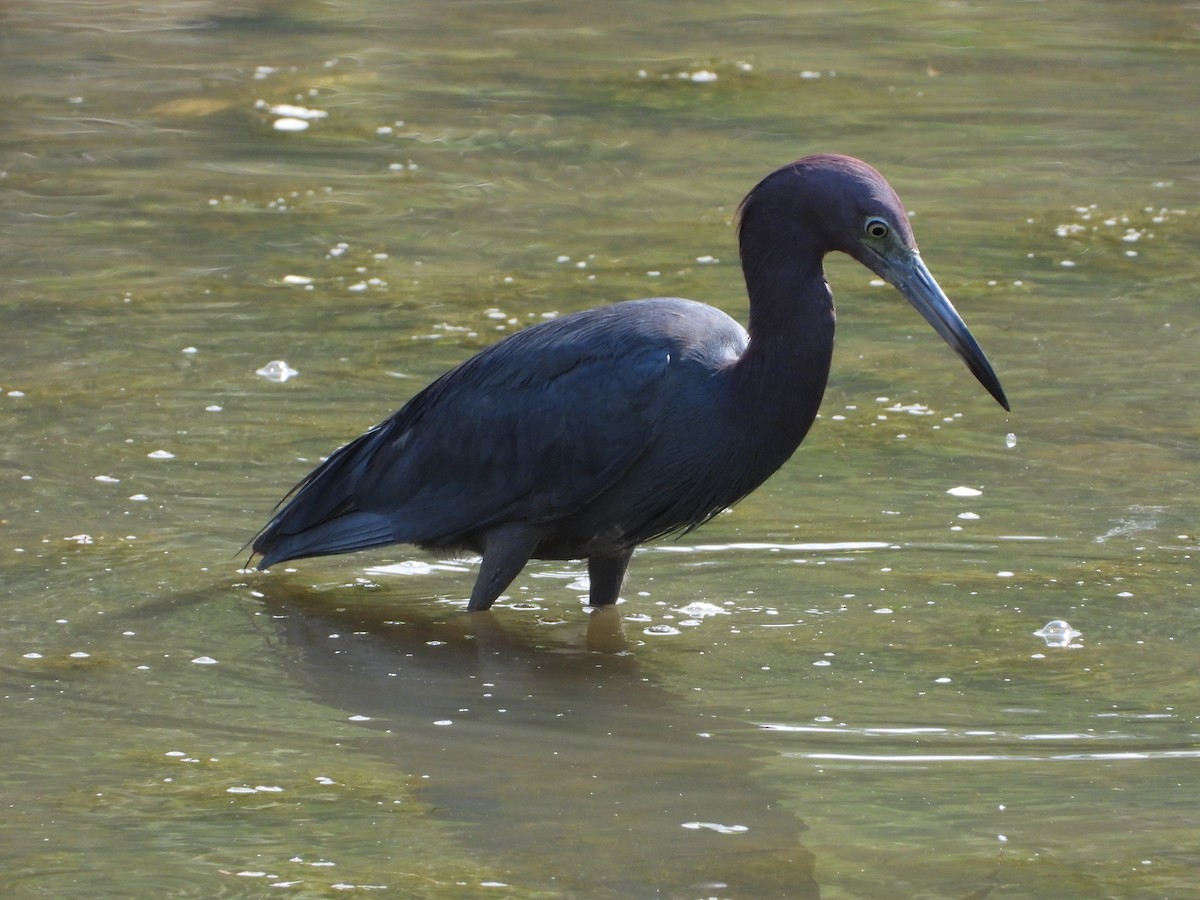 Little Blue Heron - ML639734893