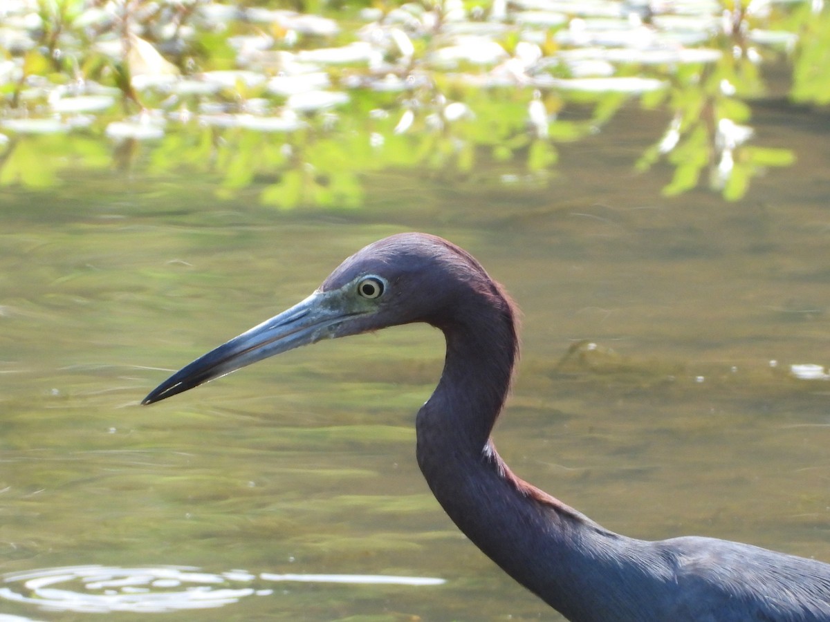 Little Blue Heron - ML639734894