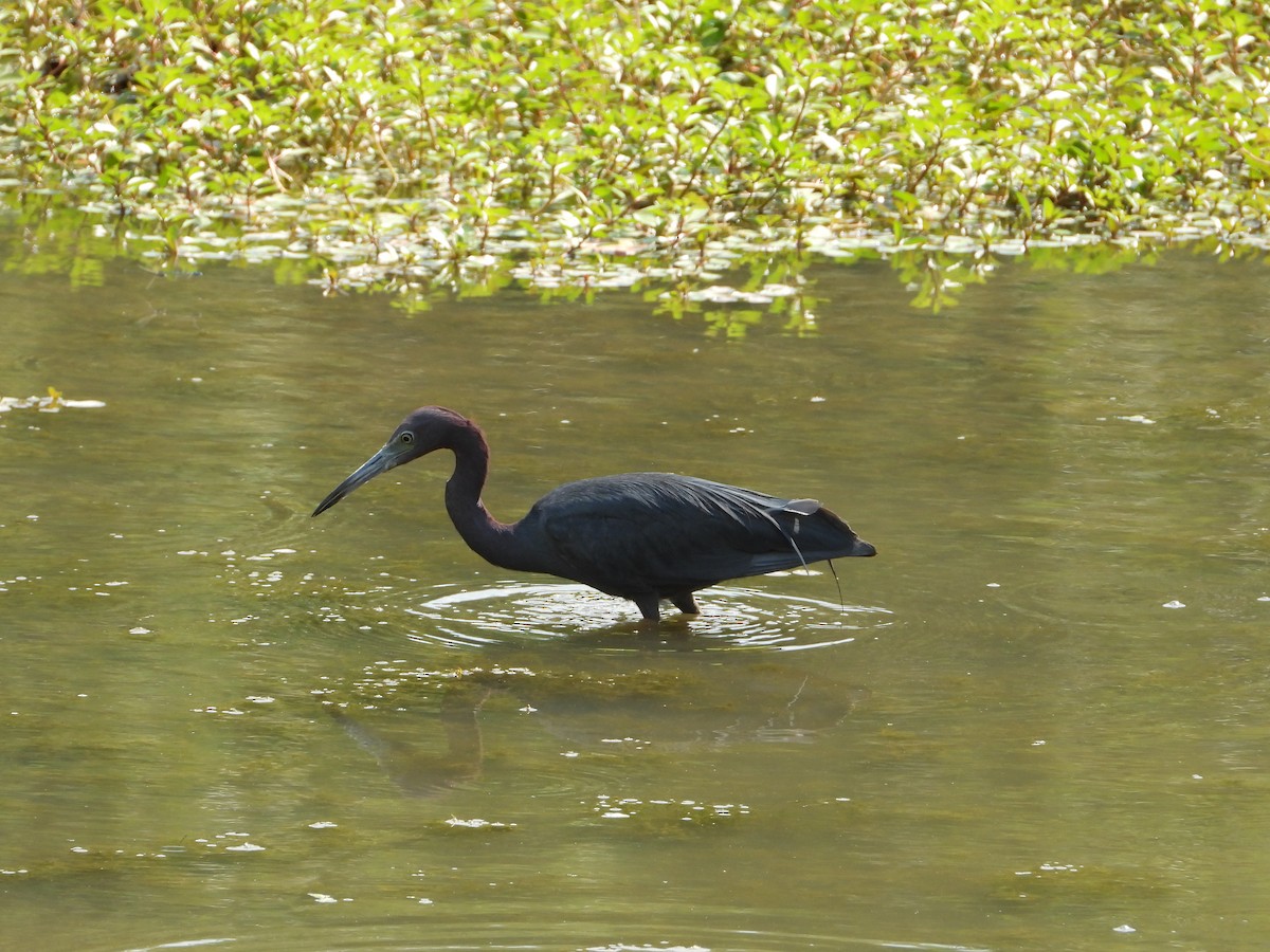 Little Blue Heron - ML639734895