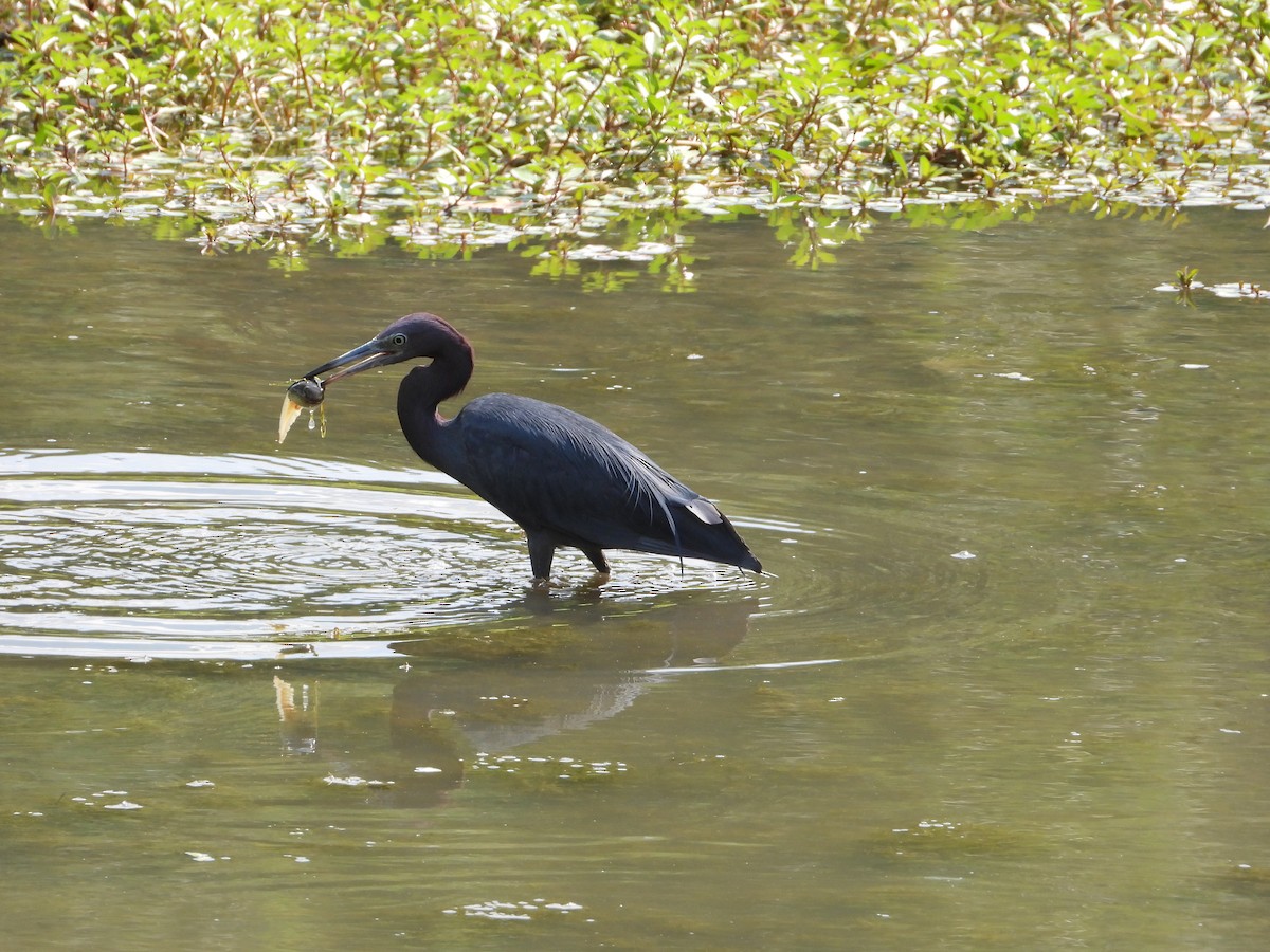 Little Blue Heron - ML639734896