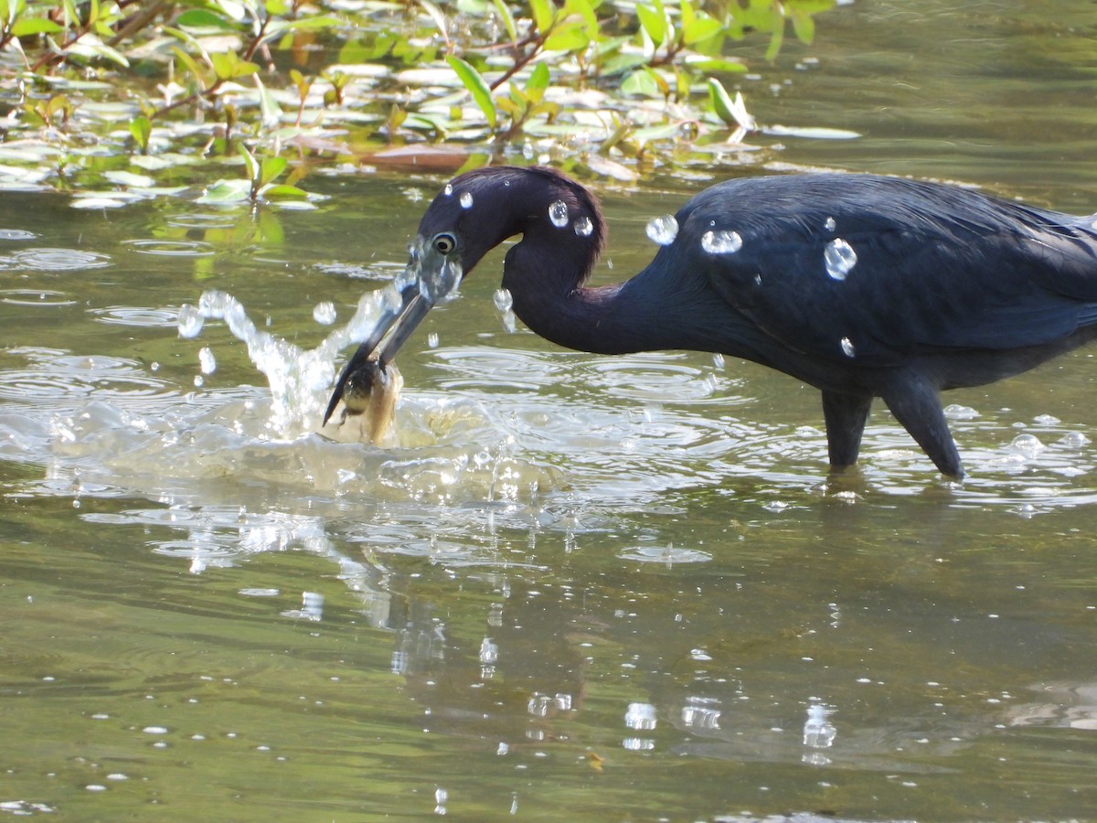 Little Blue Heron - ML639734897
