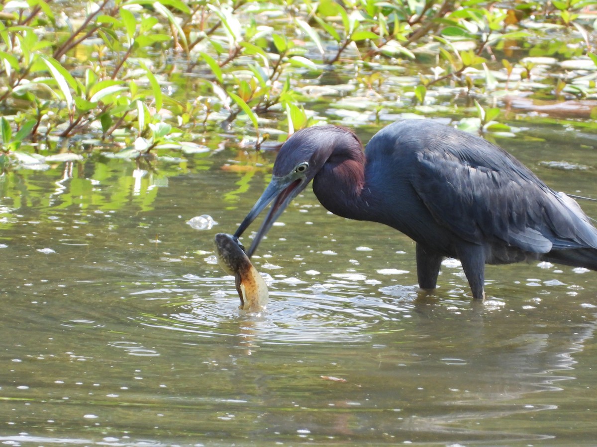 Little Blue Heron - ML639734898