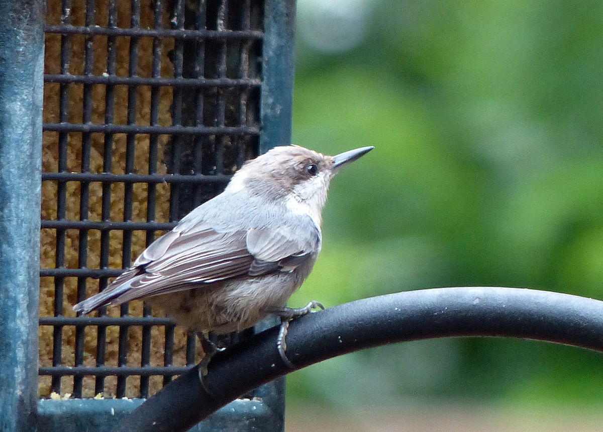 Brown-headed Nuthatch - ML639734959