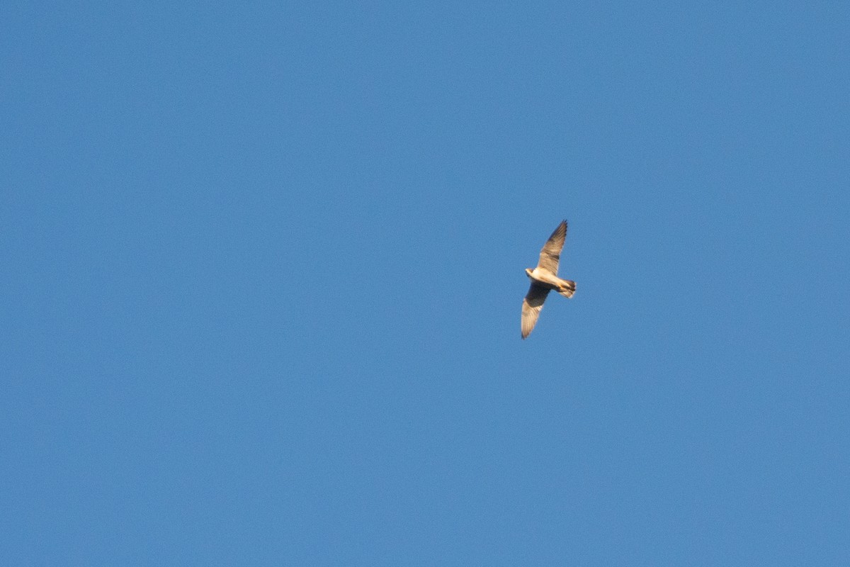 Peregrine Falcon (Australian) - ML639734992