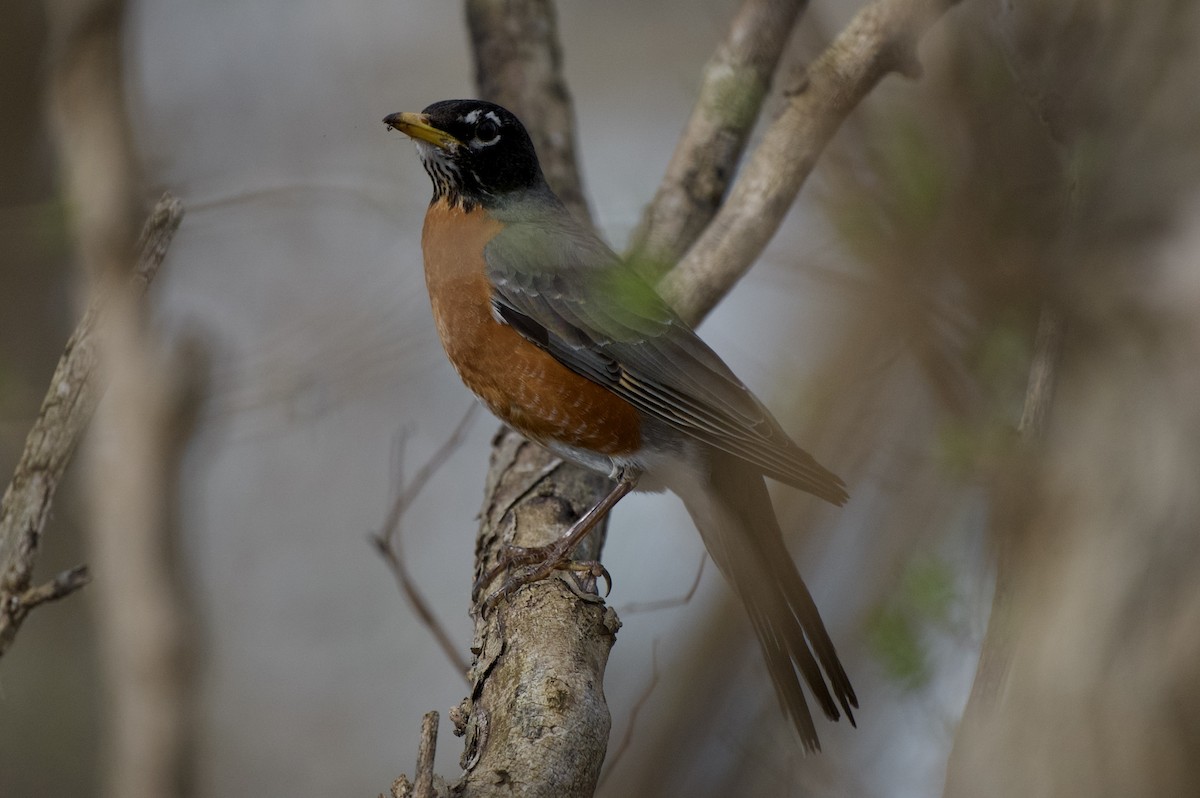 American Robin - ML639735140