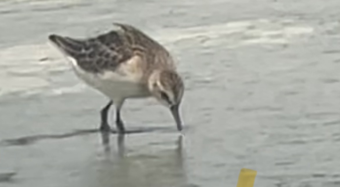 Semipalmated Sandpiper - ML639735163