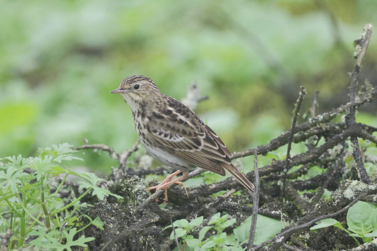 Peruvian Pipit - ML639735169