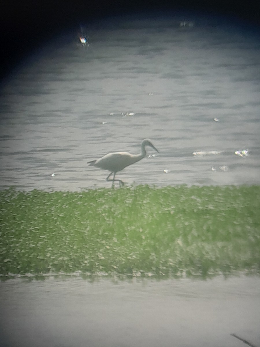 Little Blue Heron - ML639735205