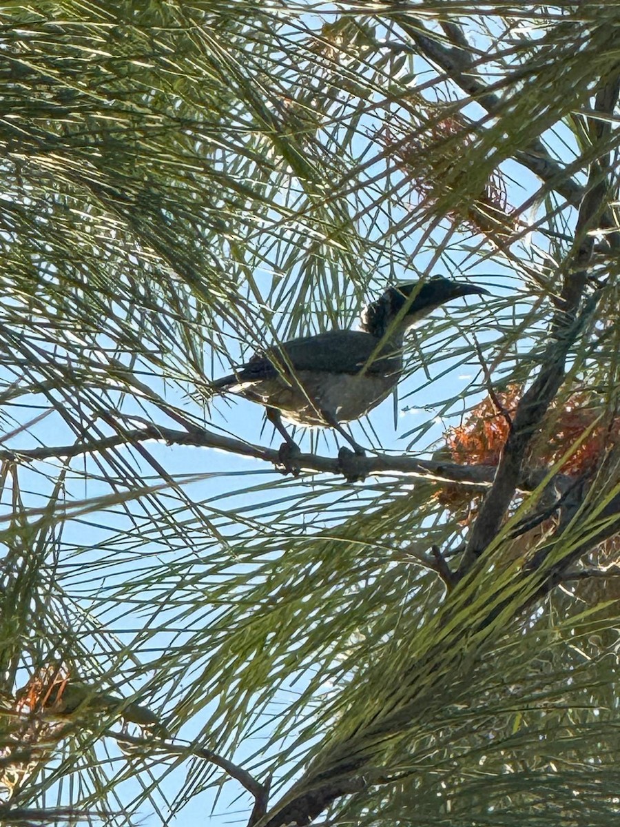 Silver-crowned Friarbird - ML639735215
