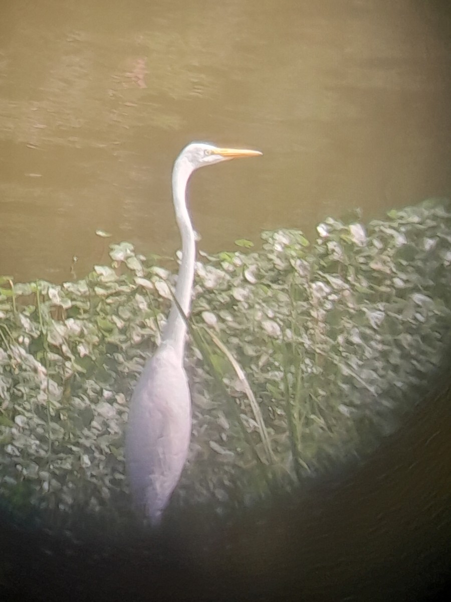 Great Egret - ML639735222