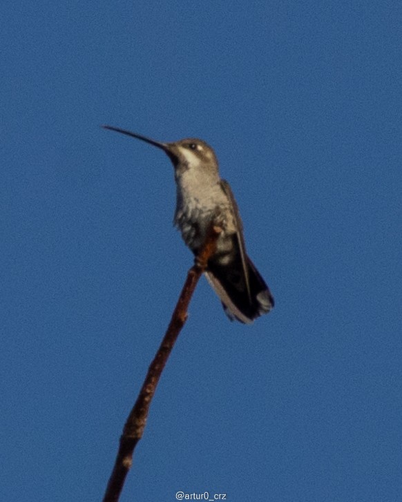 Plain-capped Starthroat - ML639735227
