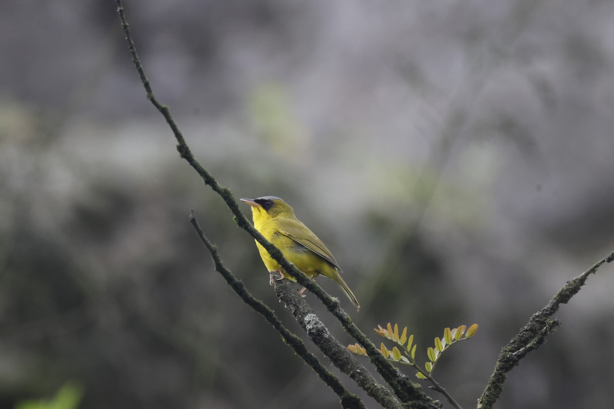 Black-lored Yellowthroat - ML639735239