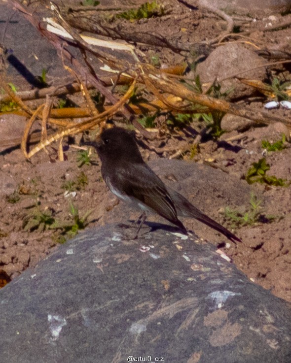 Black Phoebe - ML639735303