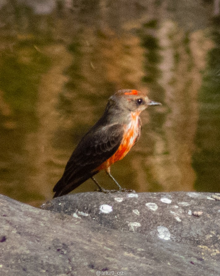 Vermilion Flycatcher - ML639735314