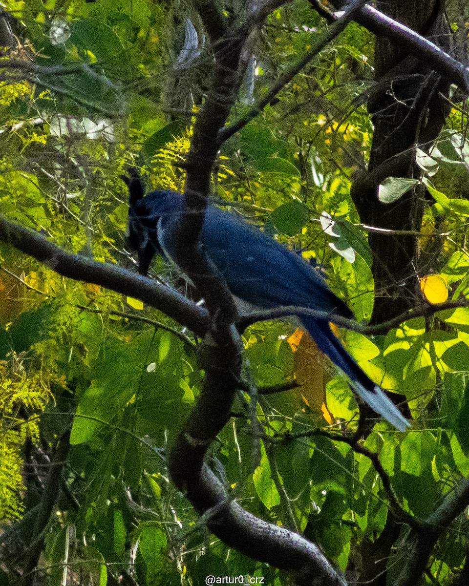 Black-throated Magpie-Jay - ML639735343