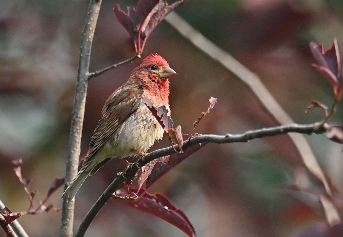 Purple Finch - ML639735371
