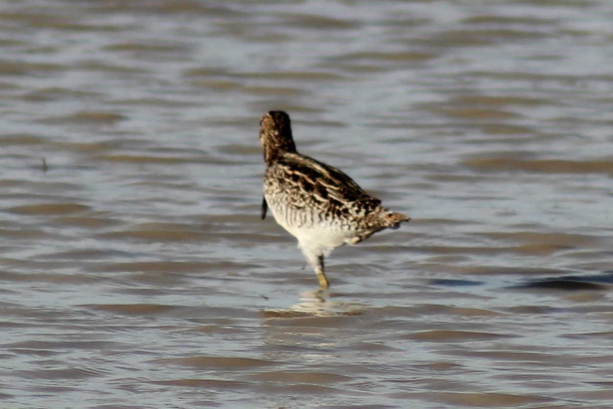Pantanal Snipe - ML639735382