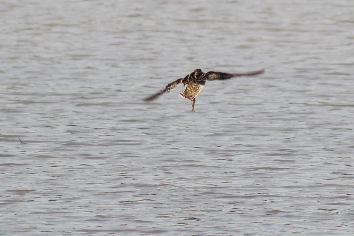 Pantanal Snipe - ML639735383
